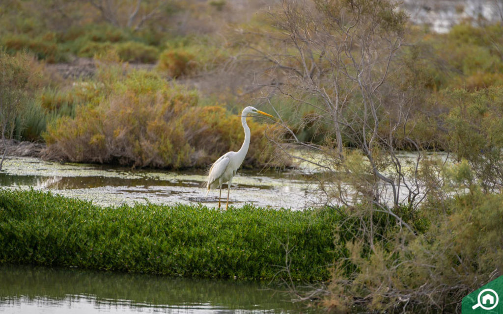 Ras Al Khor Wildlife Sanctuary birds