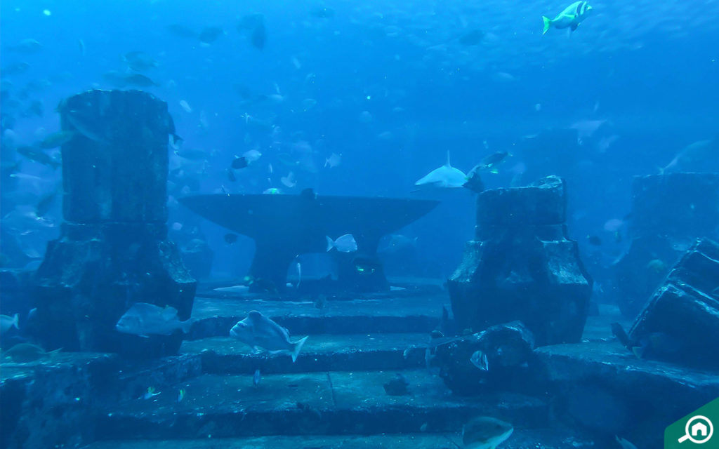 The Lost Chambers Aquarium