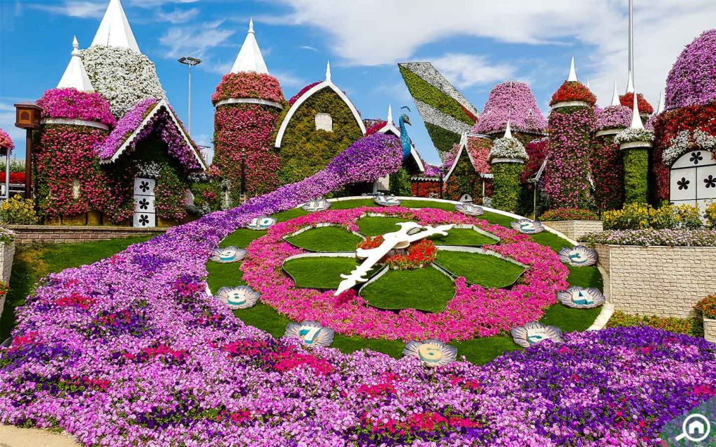 Floral clock, Dubai Miracle Garden